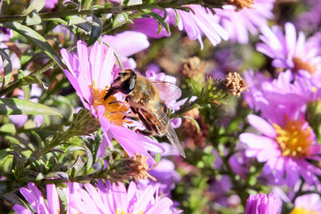 the bee collects the nectar from the yellow flower of the ageratum