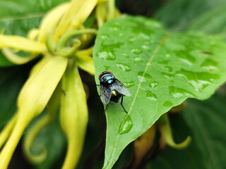 Flies with red eyes and thin wings perched on fresh green leaves after rain, with natural blur background. This type is often seen flying in kitchens, cages, trash cans, etc.