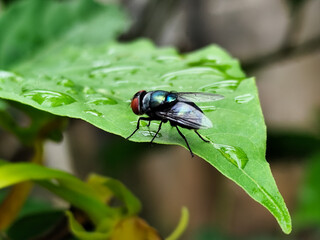 Flies with red eyes and thin wings perched on fresh green leaves after rain, with natural blur background. This type is often seen flying in kitchens, cages, trash cans, etc.