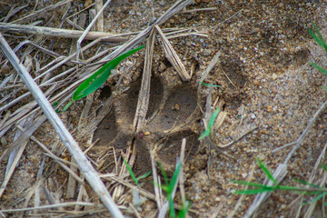 dog footprints on dirt road