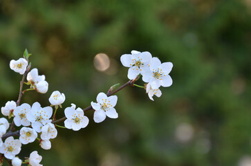 Closeup white plum blossom .Prunus insititia flowering branch with white blooming flowers and yellow stamens isolated against natural spring green background. Awakening of nature, spring environment .