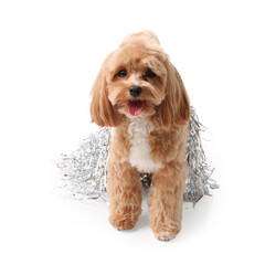 Cute dog with shiny tinsels on white background