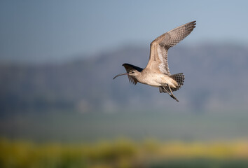 Whimbrel in flight against a blurred backgroud