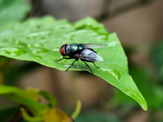 Flies with red eyes and thin wings perched on fresh green leaves after rain, with natural blur background. This type is often seen flying in kitchens, cages, trash cans, etc.