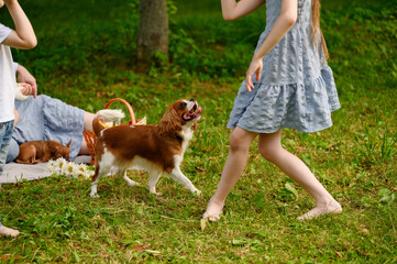 Girl playing with cavalier king charles spaniel puppy during walk and family vacation in park....