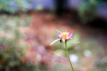 Close-Up of a Vibrant Pink Flower with Green Stem Against a Blurred Ba