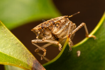 Punaise Nagusta goedelii sur une feuille dans son environnement naturel