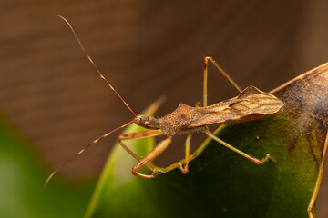 Punaise Nagusta goedelii sur une feuille dans son environnement naturel