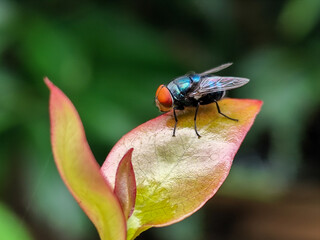 Flies with red eyes and thin wings perched on fresh green leaves after rain, with natural blur background. This type is often seen flying in kitchens, cages, trash cans, etc.