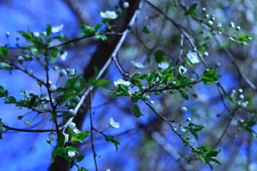 Colorful spring plants on nature background