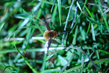 Brown insect sitting on grass
