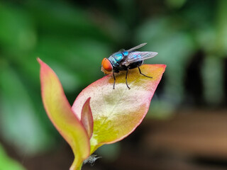 Flies with red eyes and thin wings perched on fresh green leaves after rain, with natural blur background. This type is often seen flying in kitchens, cages, trash cans, etc.