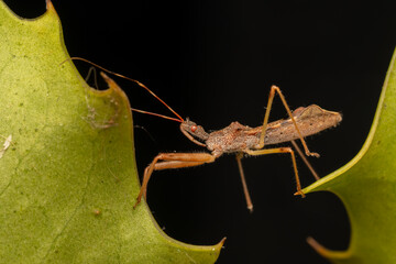 Punaise Nagusta goedelii sur une feuille dans son environnement naturel