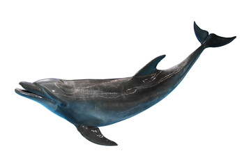 dolphin isolated on white