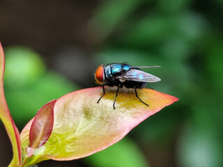 Flies with red eyes and thin wings perched on fresh green leaves after rain, with natural blur background. This type is often seen flying in kitchens, cages, trash cans, etc.