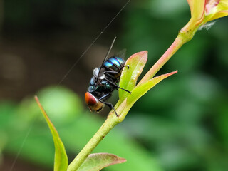 Flies with red eyes and thin wings perched on fresh green leaves after rain, with natural blur background. This type is often seen flying in kitchens, cages, trash cans, etc.
