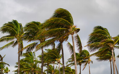 Palm tree on windy weather. Hurricane in Miami south beach, Florida. Palm tree in hurricane...