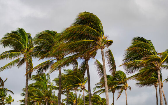 Palm tree on windy weather. Hurricane in Miami south beach, Florida. Palm tree in hurricane weather. Tropical beach in Miami. Tropical windy weather with palm tree. Strong wind. Exotic nature