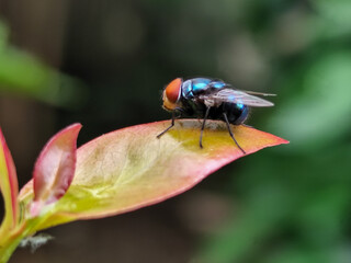 Flies with red eyes and thin wings perched on fresh green leaves after rain, with natural blur background. This type is often seen flying in kitchens, cages, trash cans, etc.