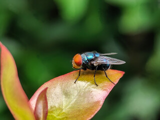 Flies with red eyes and thin wings perched on fresh green leaves after rain, with natural blur background. This type is often seen flying in kitchens, cages, trash cans, etc.