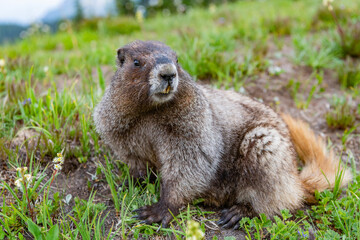 Rodent animal woodchuck. Rodent marmot animal. Marmot capybara. Marmot wild largest rodent. Woodchuck rodent. South American capybara. Wild animal in nature. Groundhog at zoo. Social capybara