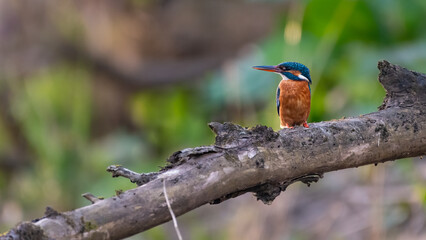 Common kingfisher (Alcedo atthis) on the River Tay on a spring evening, Perth, Scotland
