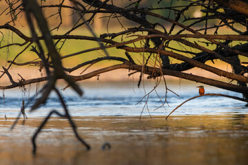 Common kingfisher (Alcedo atthis) on the River Tay on a spring evening, Perth, Scotland