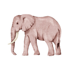 Obraz premium African elephant in watercolor style, isolated on a white background. Watercolor animal of Africa. Illustration with an elephant