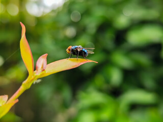 Flies with red eyes and thin wings perched on fresh green leaves after rain, with natural blur background. This type is often seen flying in kitchens, cages, trash cans, etc.