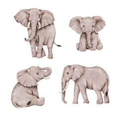African elephant in watercolor style, isolated on a white background. Watercolor animal of Africa. Illustration with an elephant
