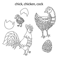 A chicken, a cockerel, a chicken hatched from an egg, a chicken egg, hand-drawn. A linear black and white set of vector illustrations for coloring
