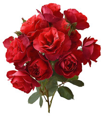 Beautiful Red Rose Bouquet Isolated on Transparent Background