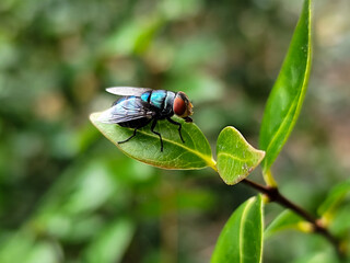 Flies with red eyes and thin wings perched on fresh green leaves after rain, with natural blur background. This type is often seen flying in kitchens, cages, trash cans, etc.