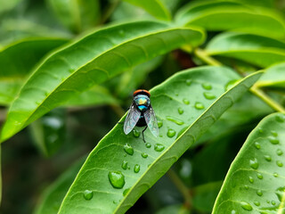 Flies with red eyes and thin wings perched on fresh green leaves after rain, with natural blur background. This type is often seen flying in kitchens, cages, trash cans, etc.