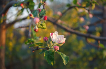 apple blossom and rosebuds on a branch against a background of blurred yellow flowers in warm...