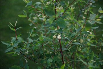 a bush with green leaves and small white flowers