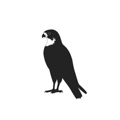 Fototapeta premium Majestic Peregrine Falcon Silhouette A Symbol of Power and Speed