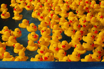A bunch of rubber duckies floating on water
