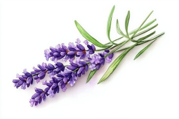 Fototapeta premium lavender flowers watercolor isolated on white background