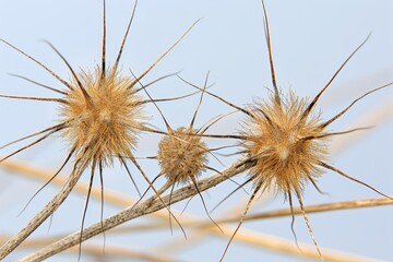 Unique spiky seed pods natural habitat macro photography outdoor environment close-up view nature's design