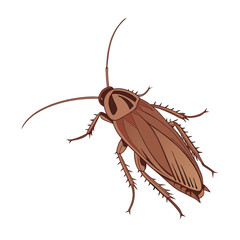 cockroach on white background