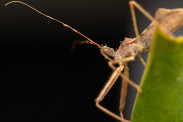Punaise Nagusta goedelii sur une feuille dans son environnement naturel