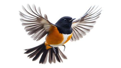 Obraz premium A bird with orange and black wings is flying in the air. The bird is in the middle of its flight, and its wings are spread wide. The bird's wingspan is quite large