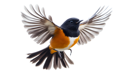 A bird with orange and black wings is flying in the air. The bird is in the middle of its flight, and its wings are spread wide. The bird's wingspan is quite large