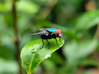 Flies with red eyes and thin wings perched on fresh green leaves after rain, with natural blur background. This type is often seen flying in kitchens, cages, trash cans, etc.