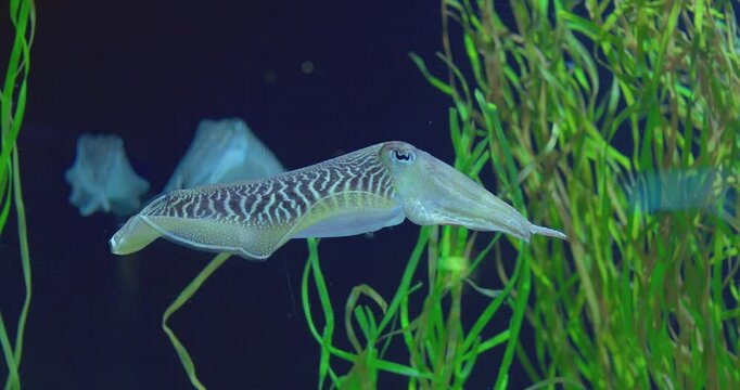 Graceful common cuttlefish navigates its aquatic environment, showcasing captivating swimming patterns amidst vibrant green algae, creating a serene underwater scene. concept life of cuttlefish