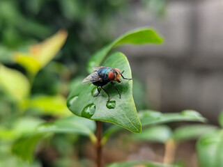 Flies with red eyes and thin wings perched on fresh green leaves after rain, with natural blur background. This type is often seen flying in kitchens, cages, trash cans, etc.