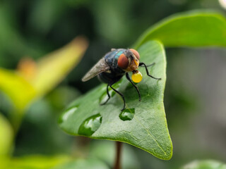 A fly with red eyes and thin wings perched on fresh green leaves, emitting yellow liquid from its mouth. This type is often seen flying in kitchens, cages, trash cans, etc. Natural blurry background.