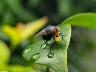 A fly with red eyes and thin wings perched on fresh green leaves, emitting yellow liquid from its mouth. This type is often seen flying in kitchens, cages, trash cans, etc. Natural blurry background.