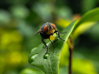 Naklejka premium A fly with red eyes and thin wings perched on fresh green leaves, emitting yellow liquid from its mouth. This type is often seen flying in kitchens, cages, trash cans, etc. Natural blurry background.